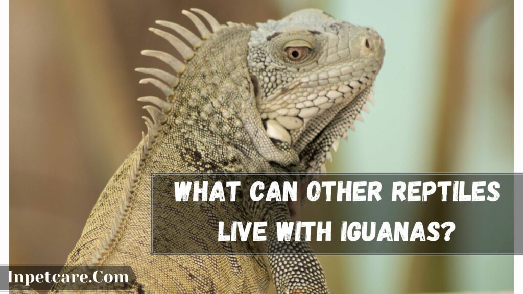what can other reptiles live with iguanas