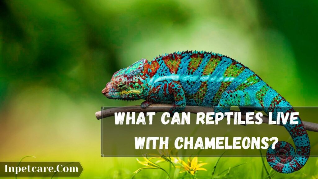 what can reptiles live with chameleons