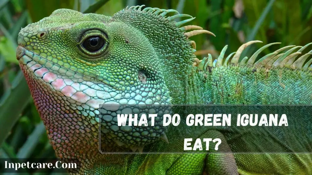 what do green iguana eat