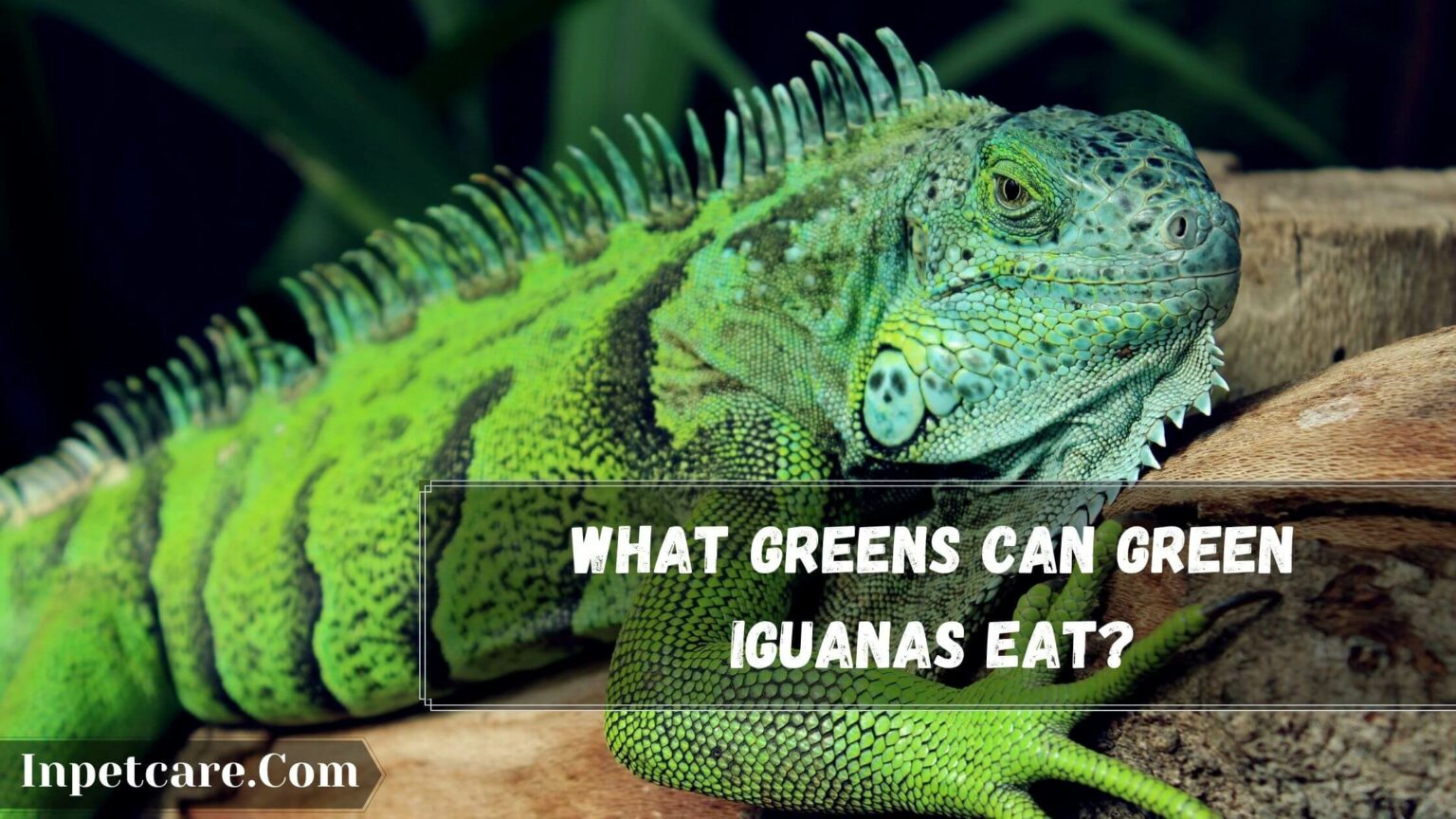 What Do Green Iguana Eat? (21+ Safe Foods)