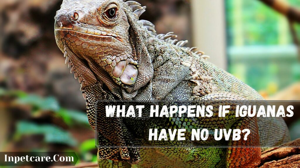 Do Iguanas Need Uvb?, what happens if iguanas have no uvb