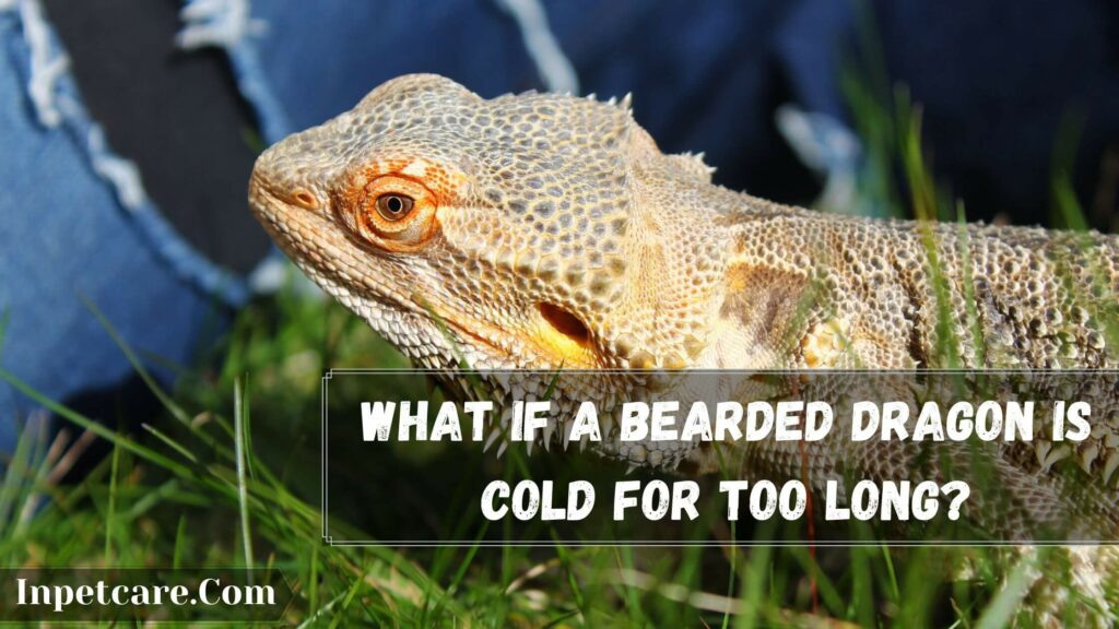 what if a bearded dragon is cold for too long
