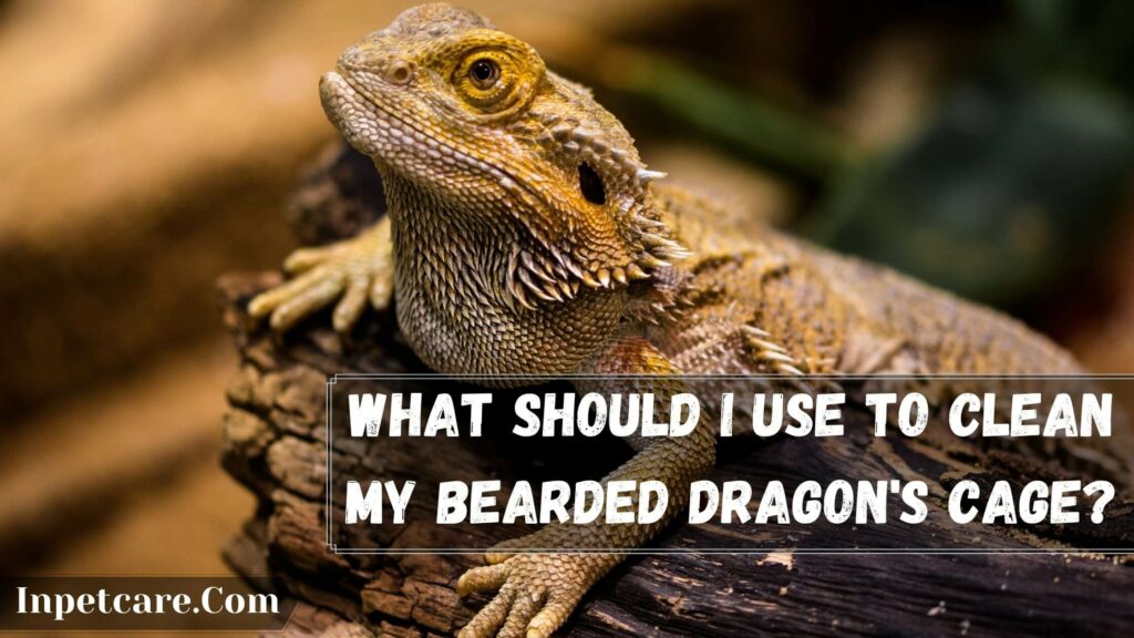 what should i use to clean my bearded dragon's cage