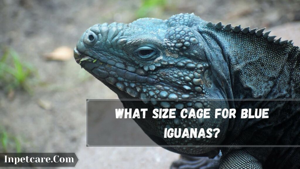 what size cage for blue iguanas