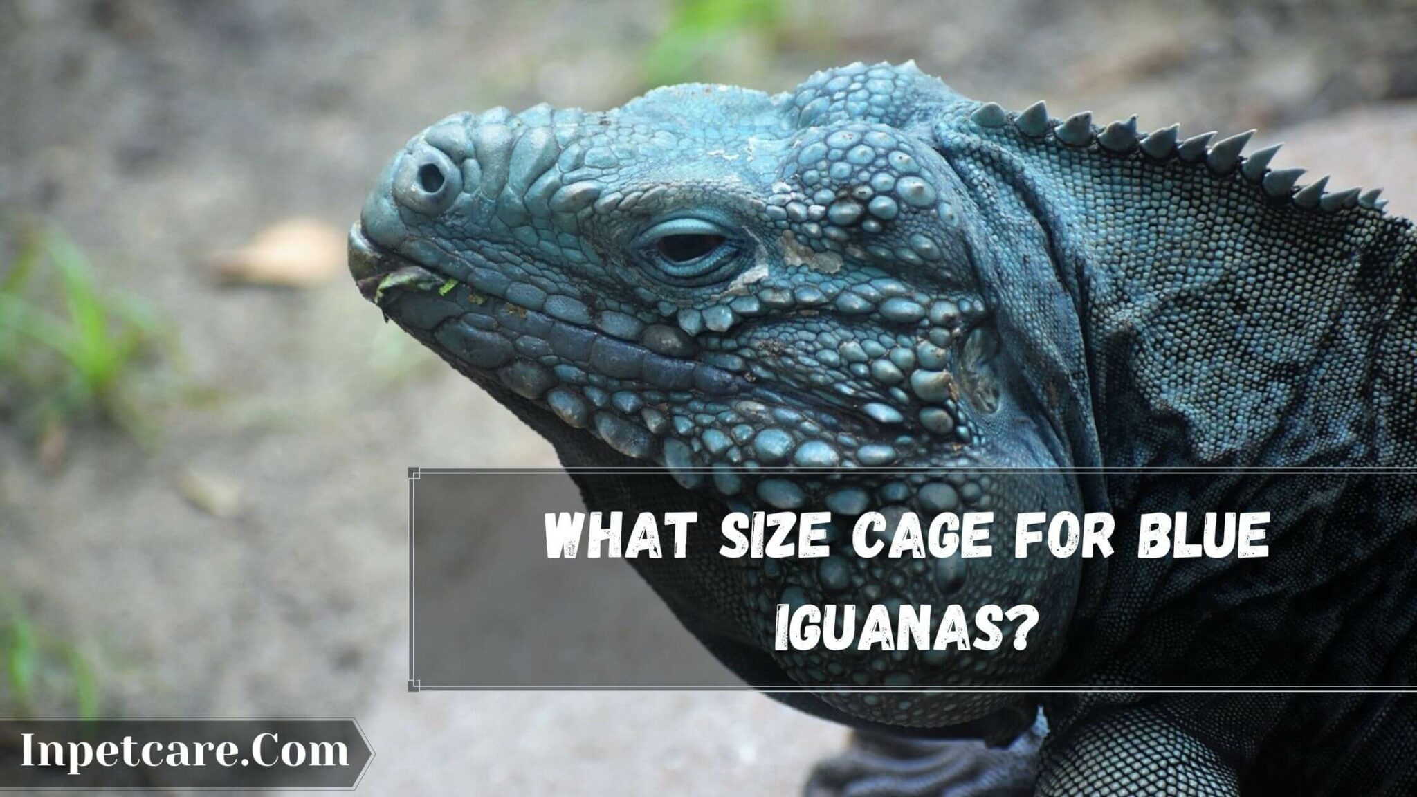How To Take Care Of A Blue Iguana? (2022)