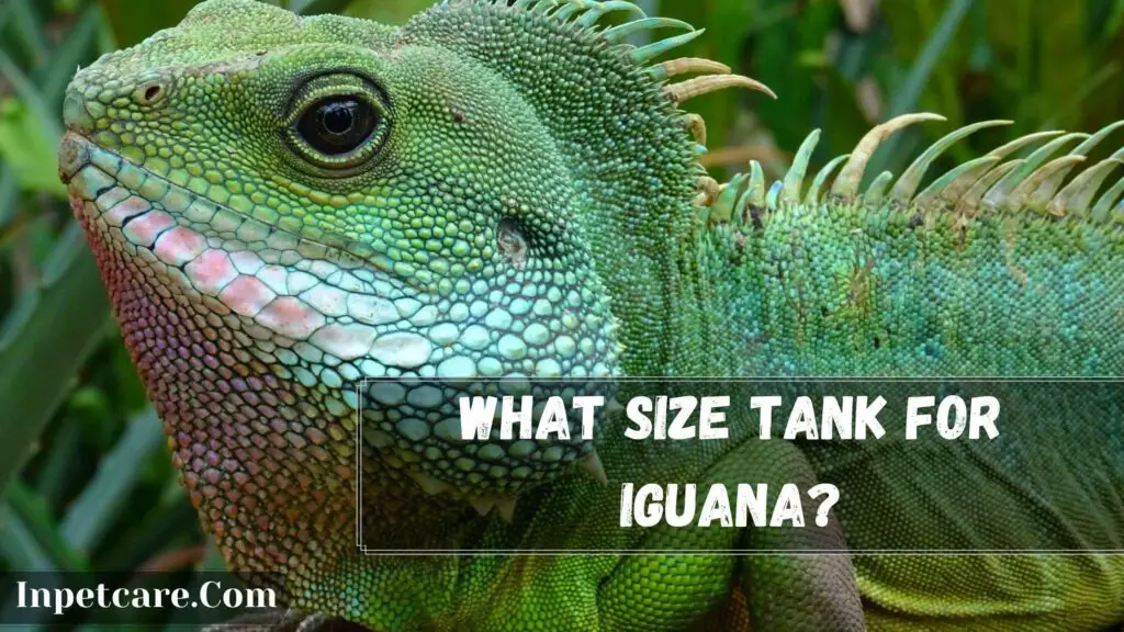 what size tank for iguana
