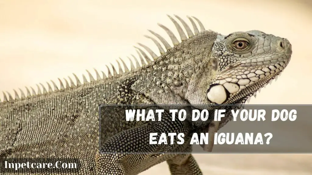 what to do if your dog eats an iguana