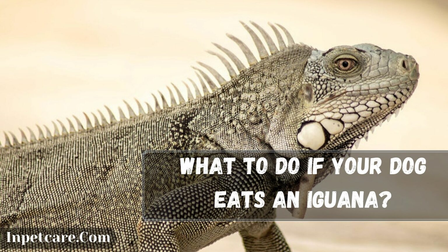 Can Iguanas Hurt Dog? What Happens If A Dog Eats An Iguana?