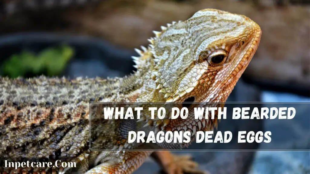 what to do with bearded dragons dead eggs