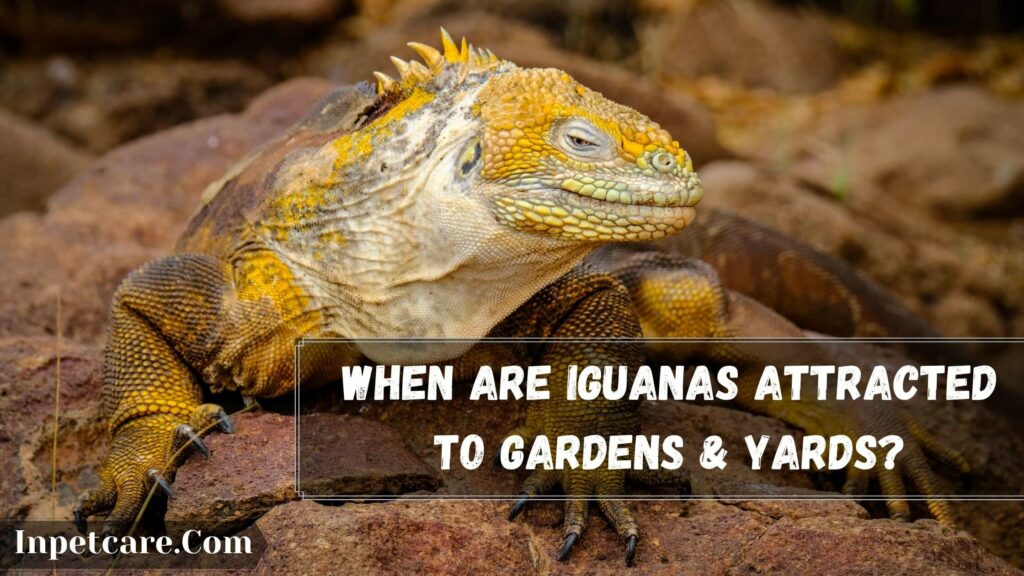 when are iguanas attracted to gardens & yards