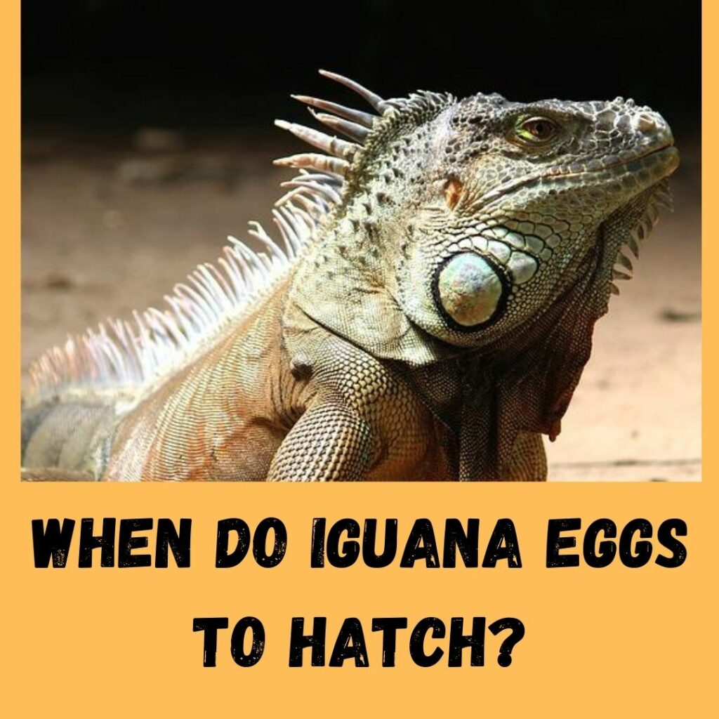 when do iguana eggs to hatch