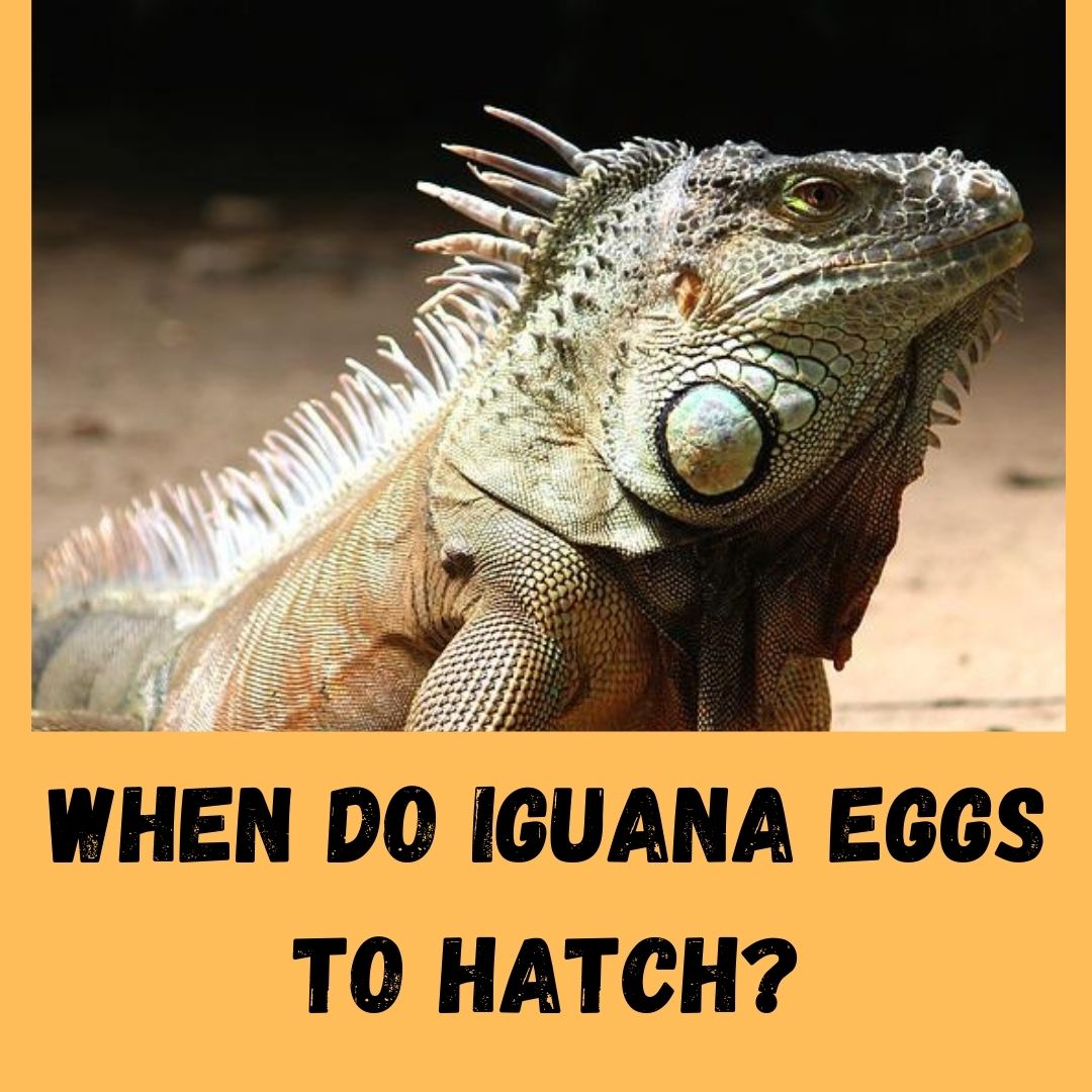How Long Does It Take For Iguana Eggs To Hatch?