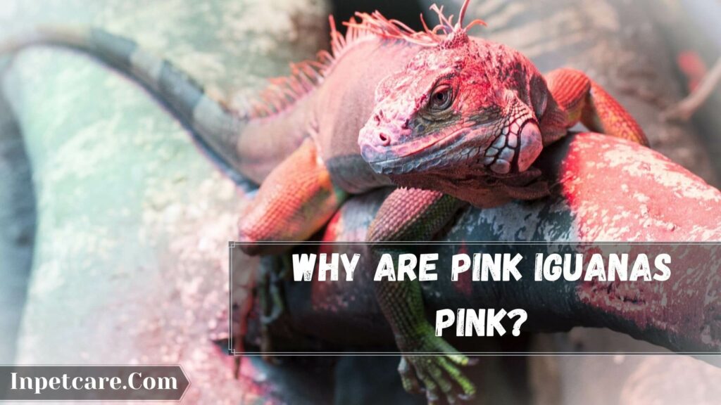 why are pink iguanas pink