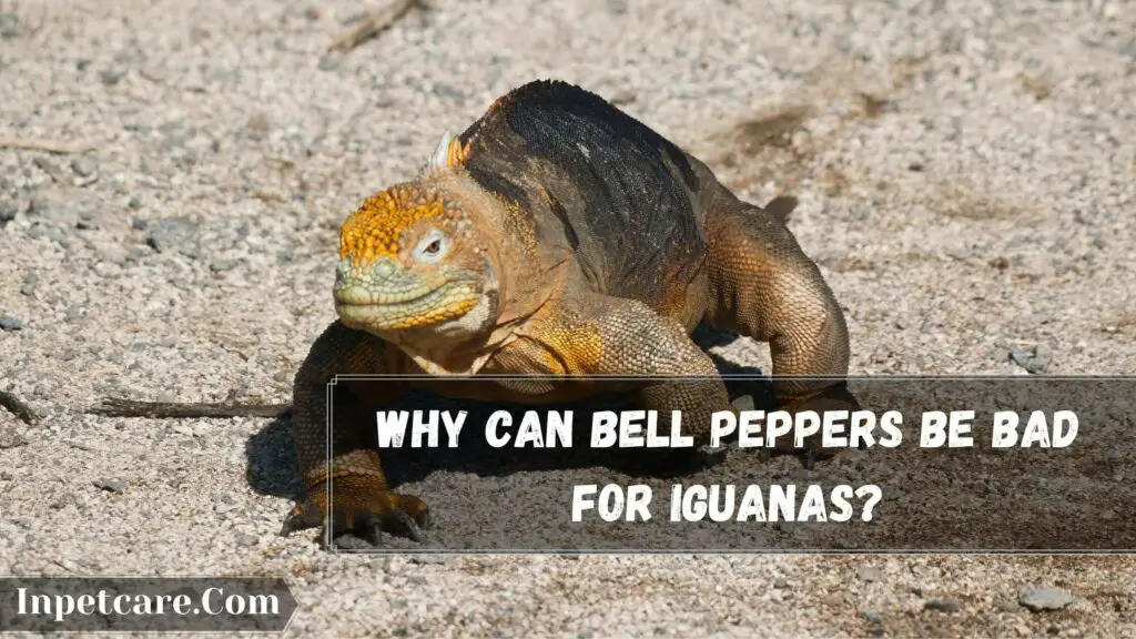 why can bell peppers be bad for iguanas