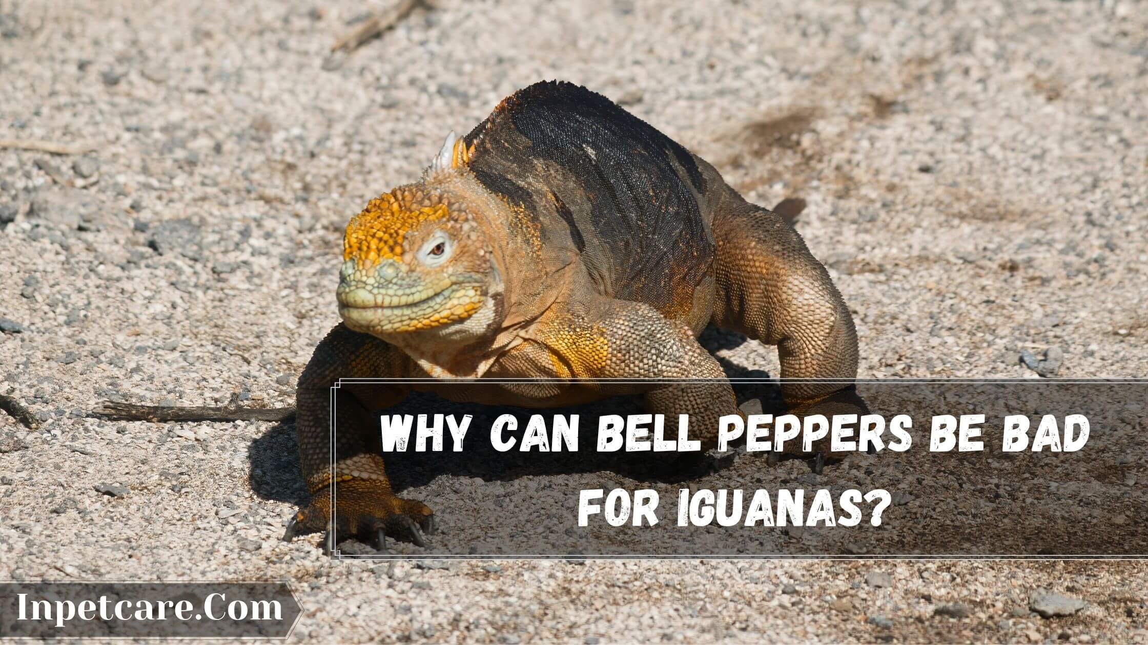 Can Iguanas Eat Bell Peppers? 5 Health Benefits