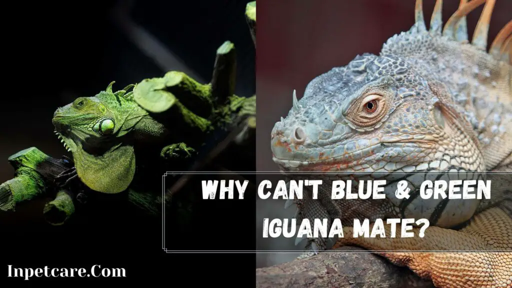 why can't blue & green iguana mate