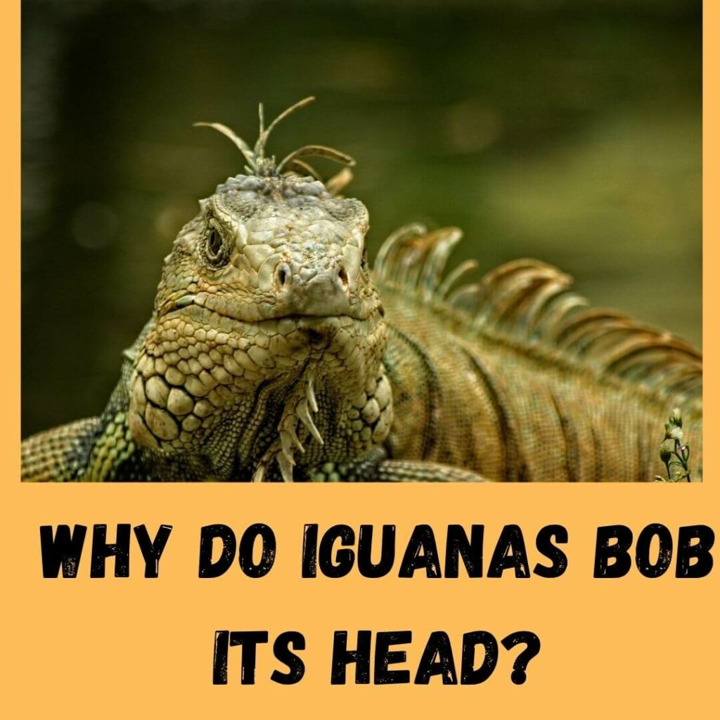 why do iguanas bob its head