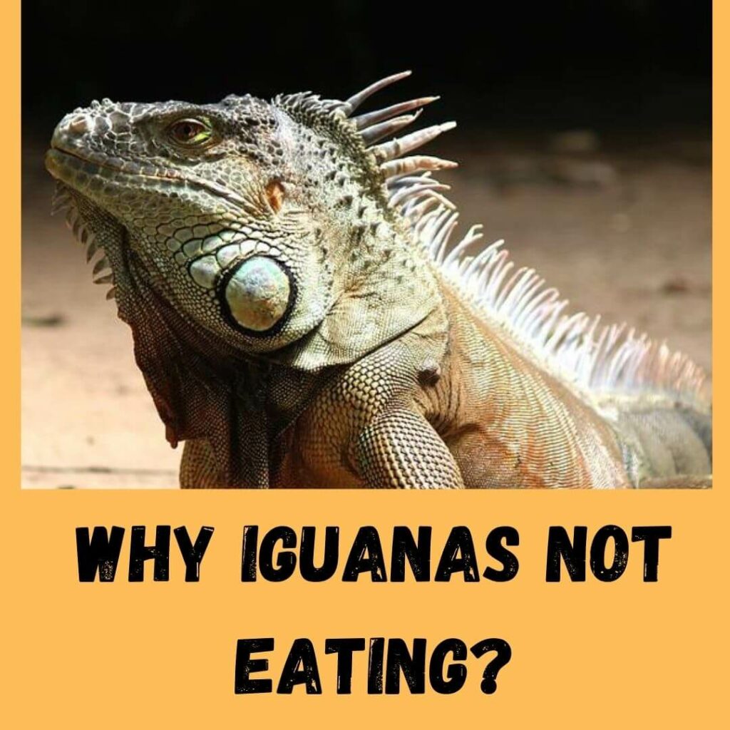 why iguanas not eating