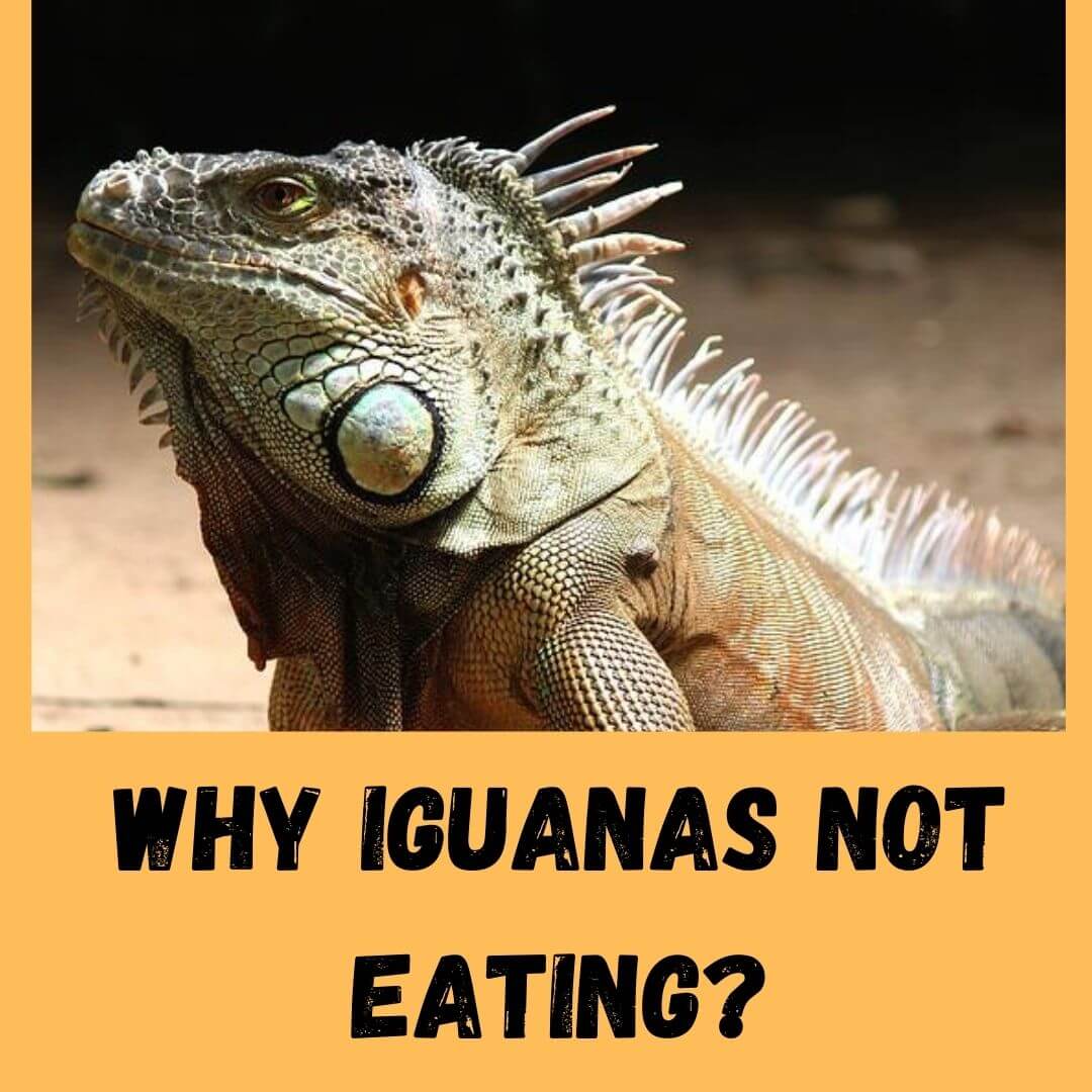 9 Strange Reasons Why Is My Iguana Not Eating
