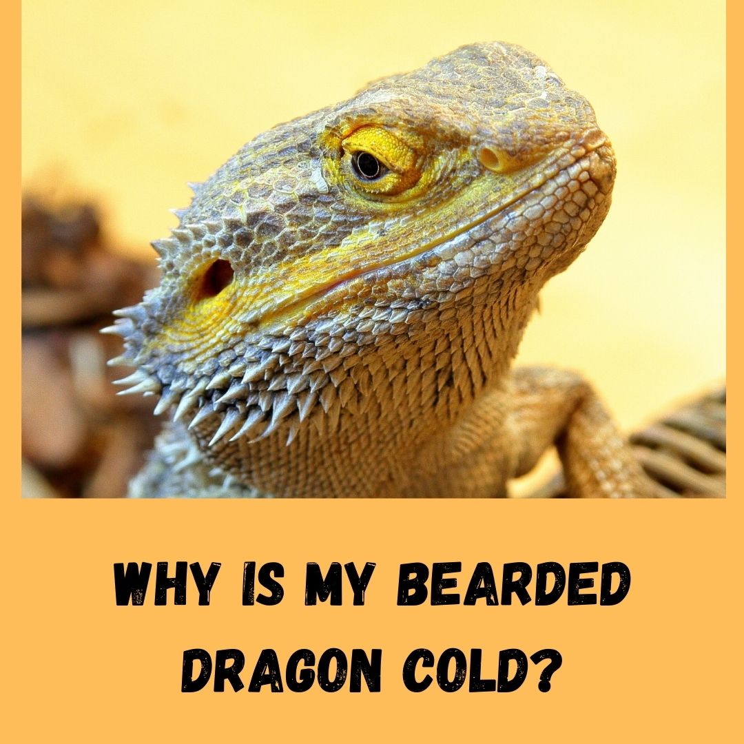 3 Reasons Why Is My Bearded Dragon Cold?