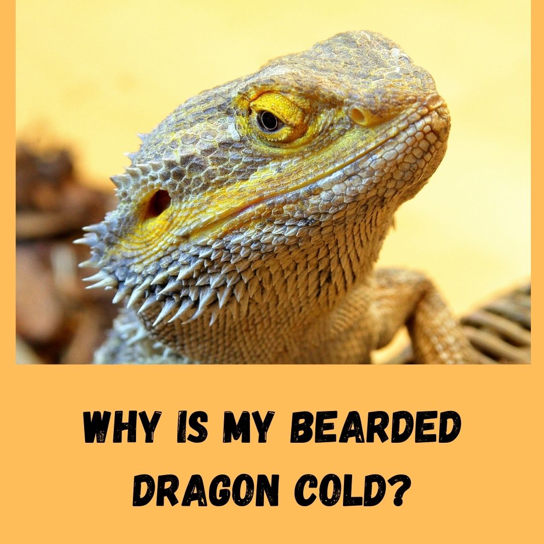 why is my bearded dragon cold