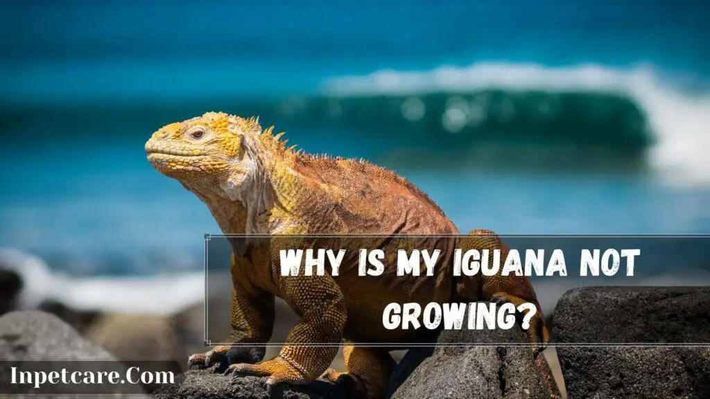 why is my iguana not growing