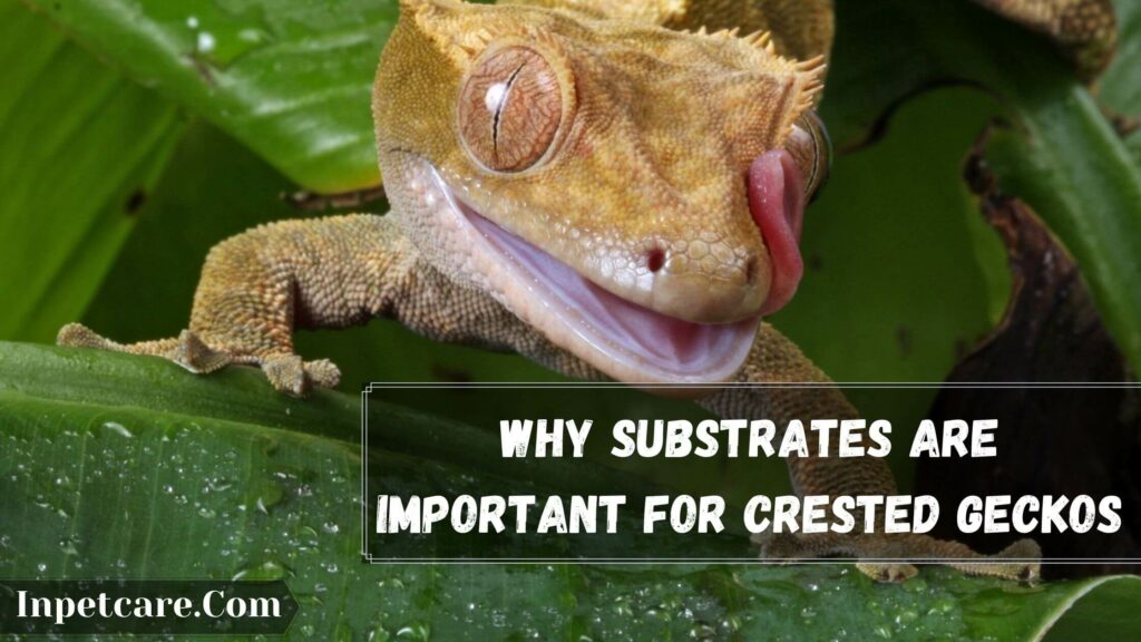 why substrates are important for crested geckos