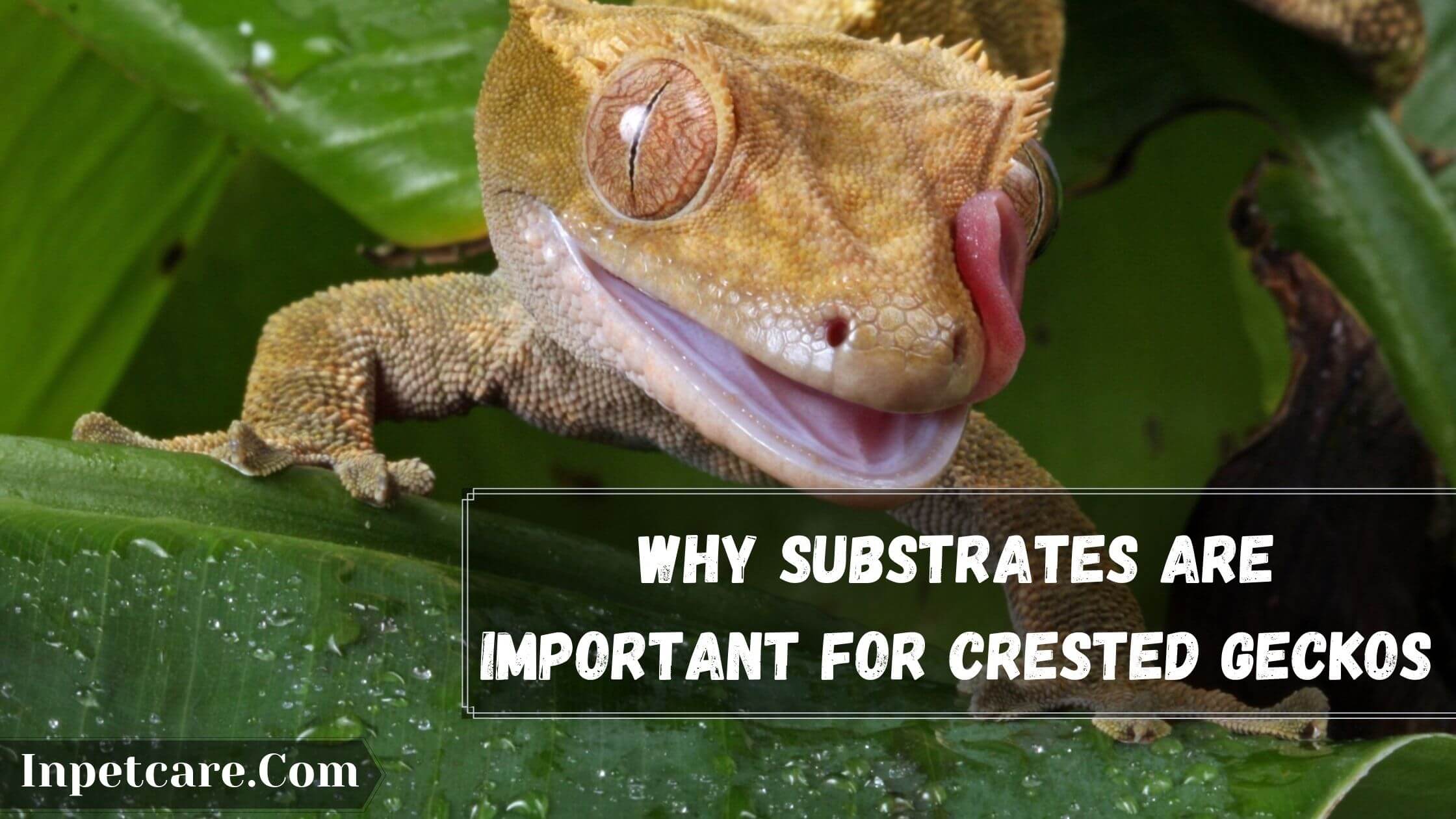 3 Best Substrates For Crested Geckos