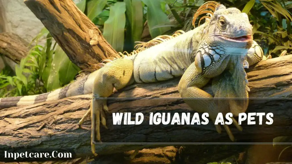 wild iguanas as pets