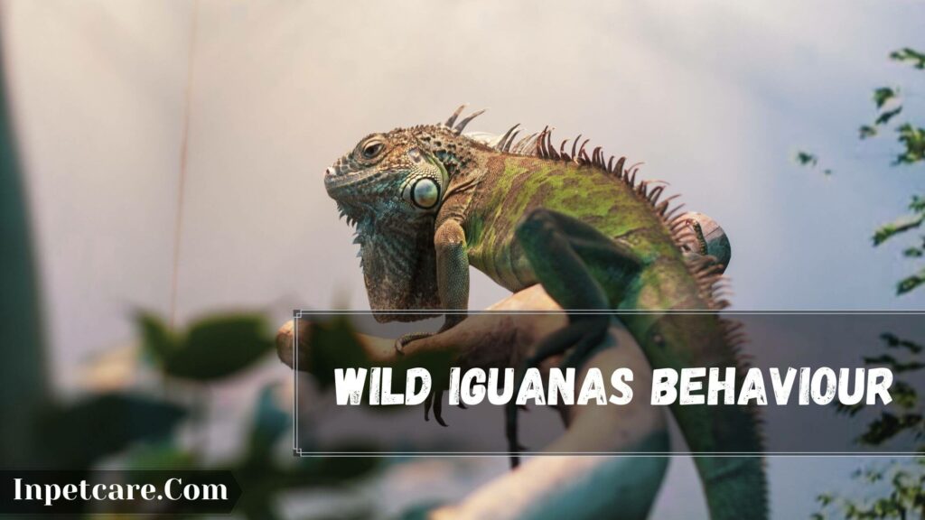 Wild Iguanas Behavior