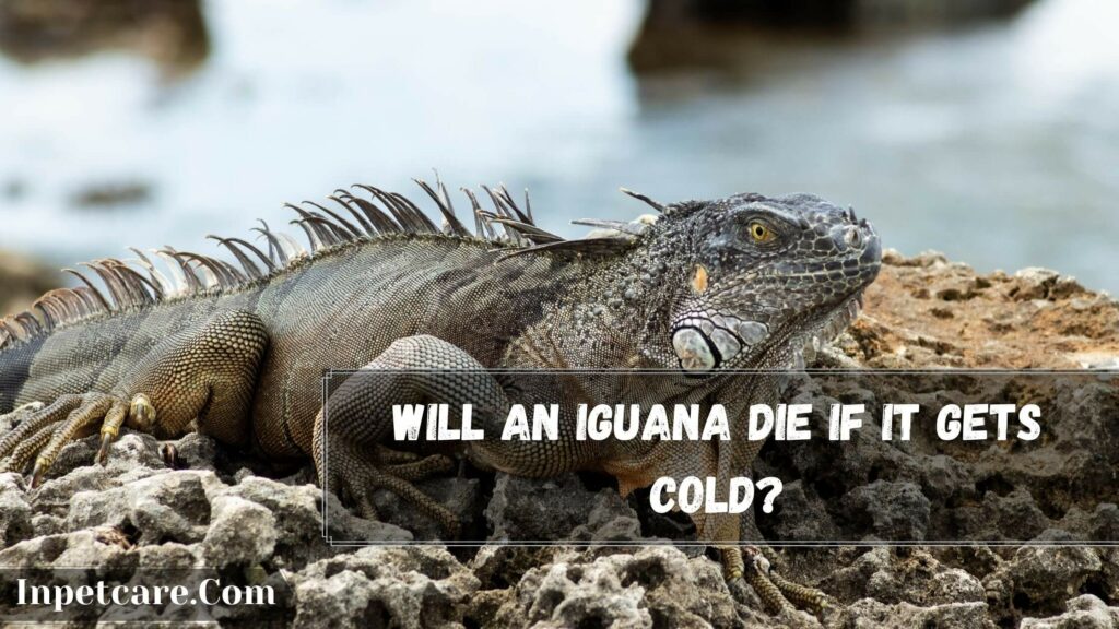 will an iguana die if it gets cold