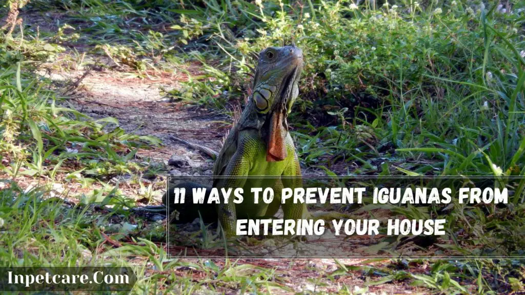 11 Ways to prevent Iguanas from entering your house