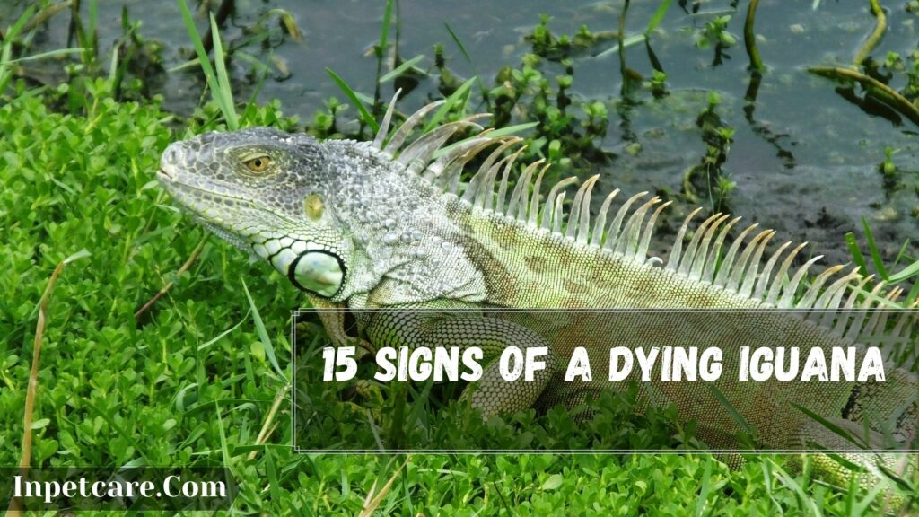 15 signs of a dying iguana