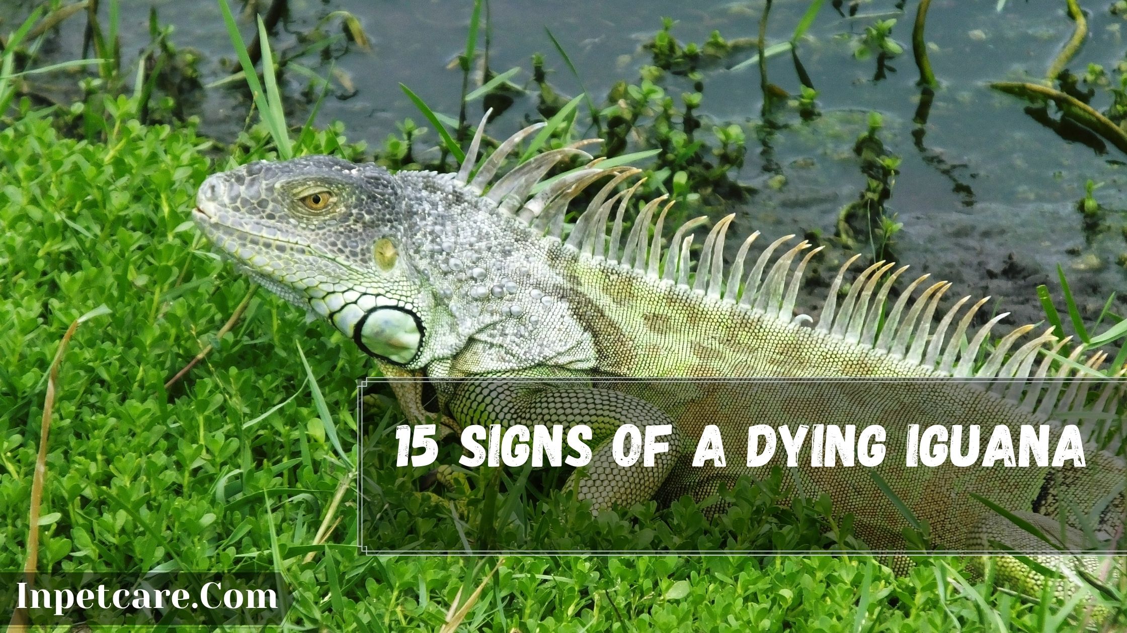 How To Know If Your Iguana Is Dying?