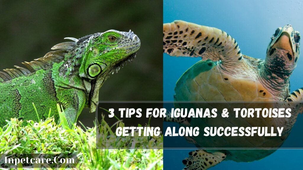 3 Tips For Iguanas & Tortoises Getting Along Successfully