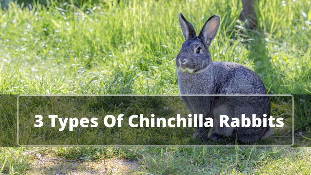 3 types of chinchilla rabbits