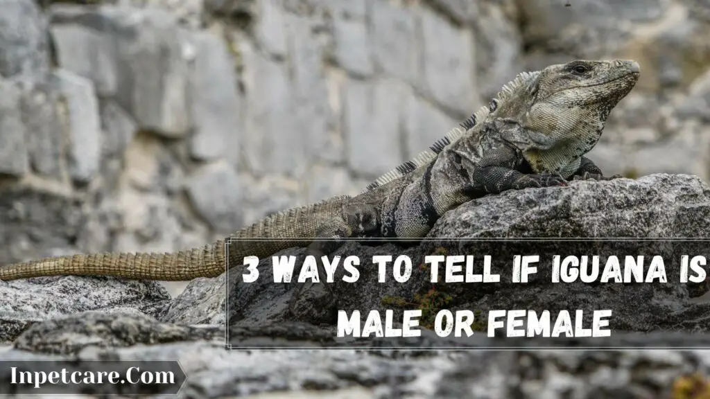 3 ways to tell if iguana is male or female