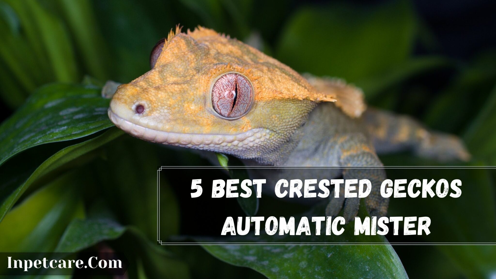 5 Best Crested Gecko Automatic Mister