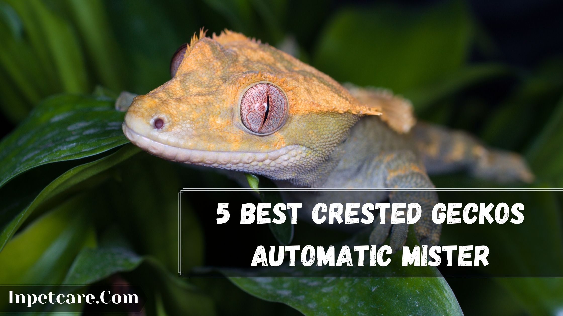 5 Best Crested Gecko Automatic Mister