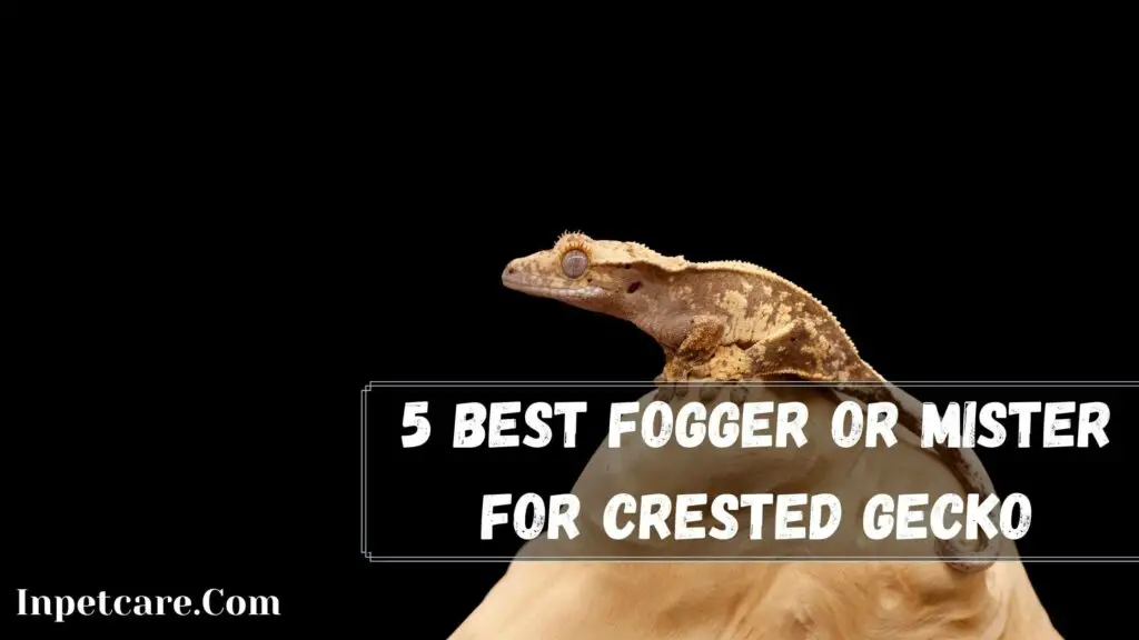 5 best fogger or mister for crested gecko
