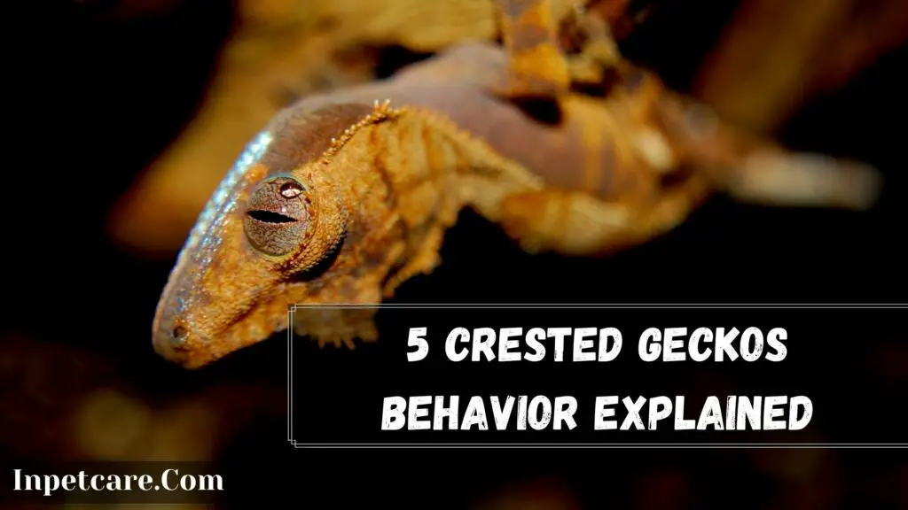 5 crested geckos behavior explained