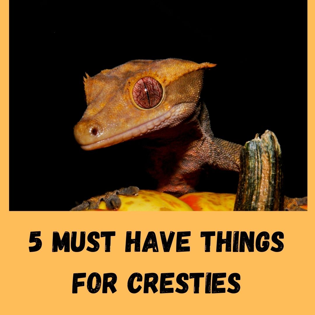 5 Essential  Things You Need For A Crested Gecko