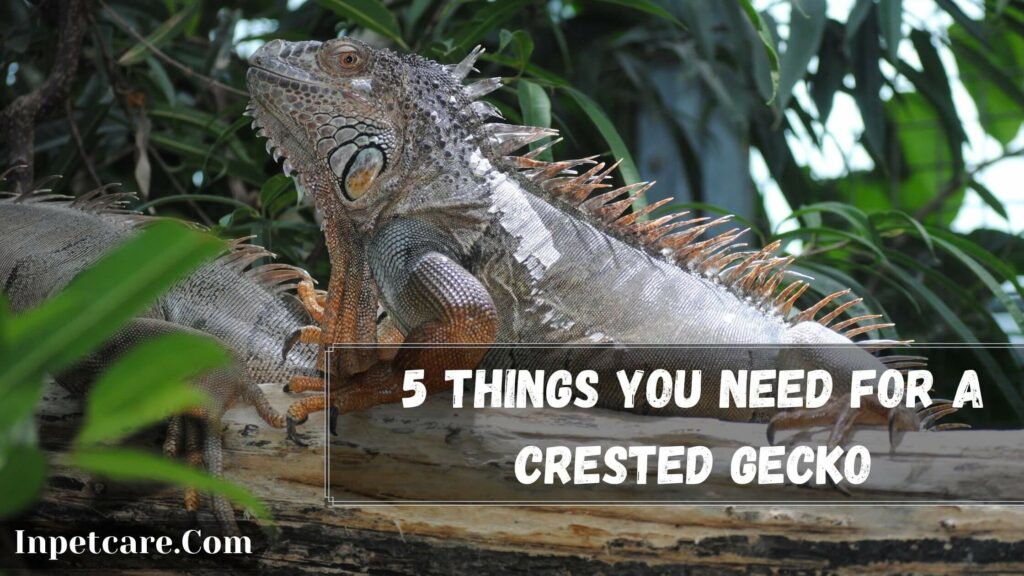 5 things you need for a crested gecko