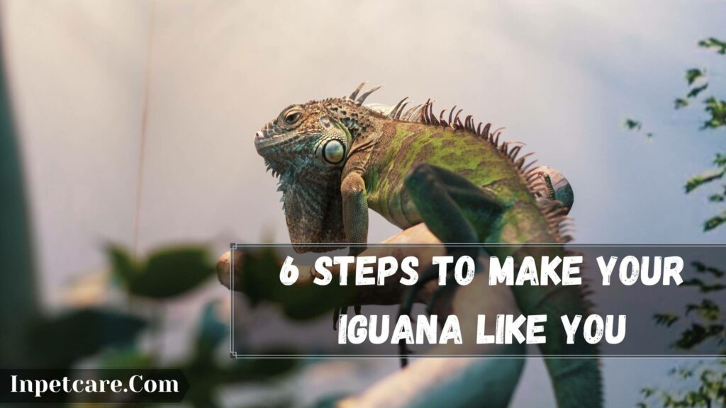 6 steps to make your iguana like you