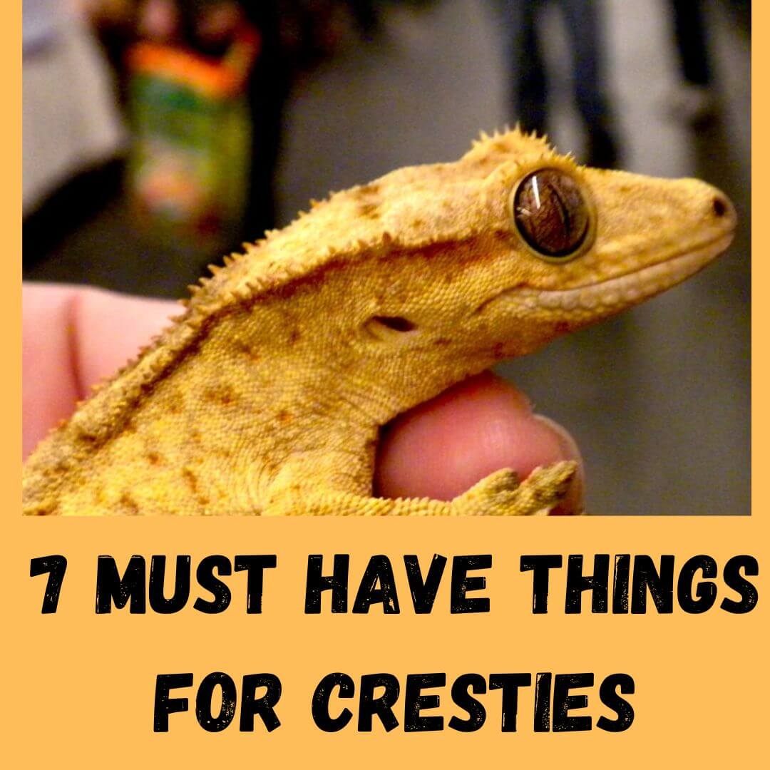 7 Essential Things To Know Before Getting A Crested Gecko