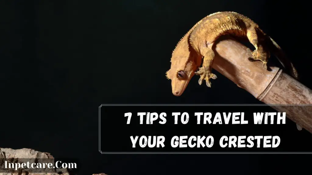 7 tips to travel with your gecko crested
