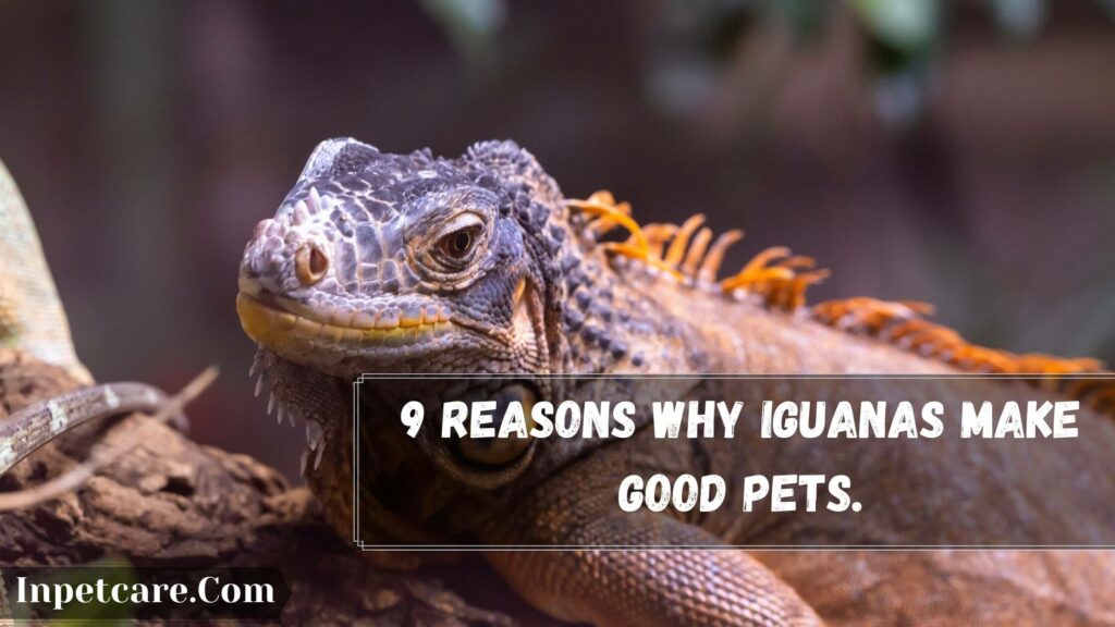 9 reasons why iguanas make good pets.