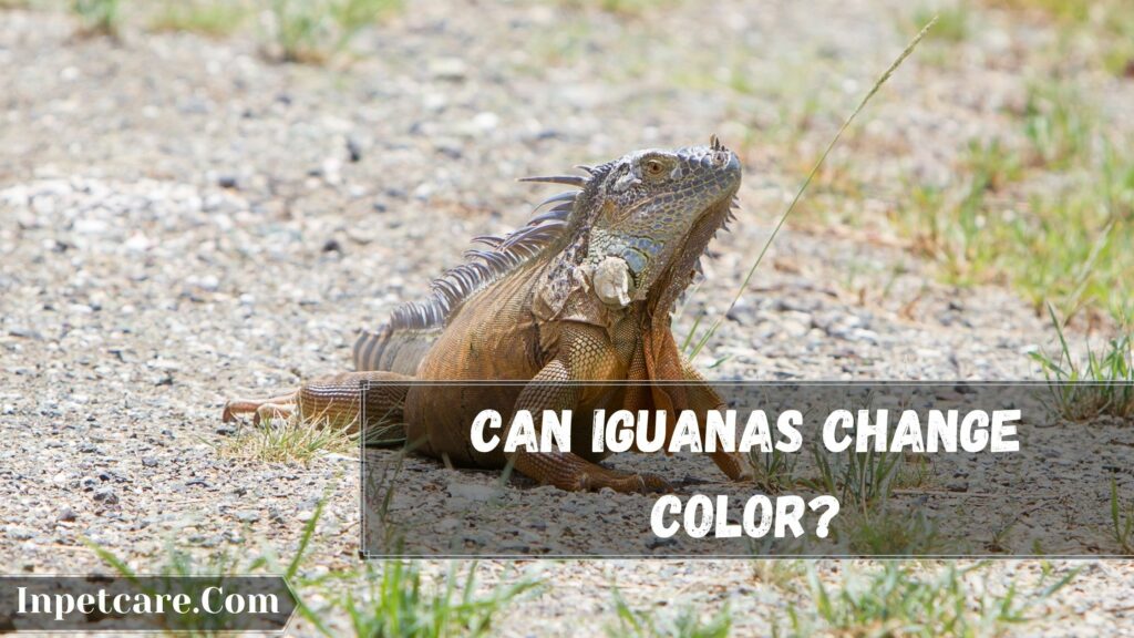 Can Iguanas Change Color
