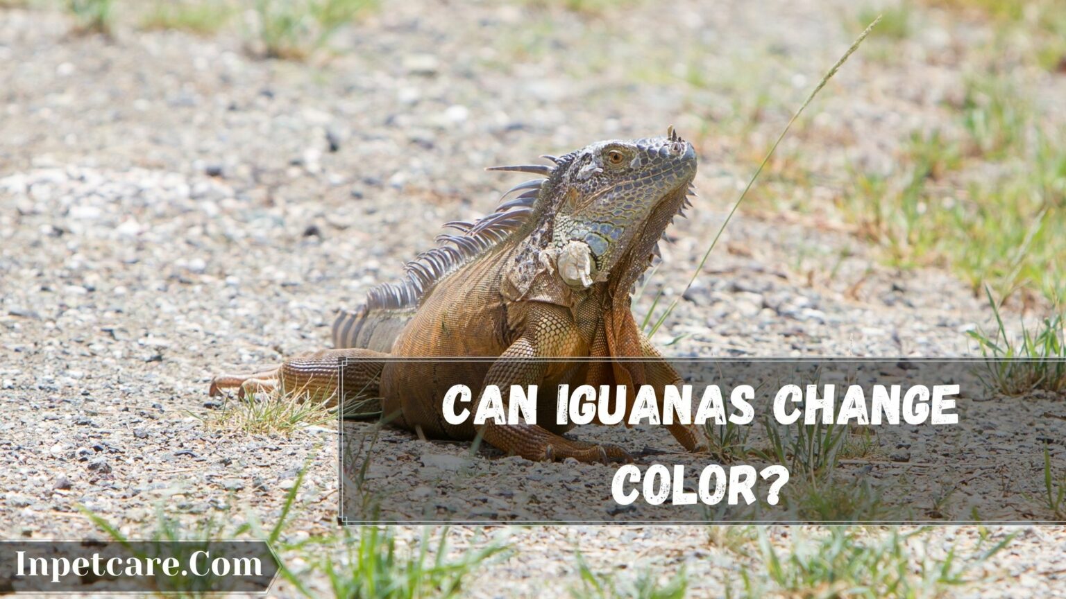 Can Iguanas Change Colors: Why Do Iguanas Change Color?
