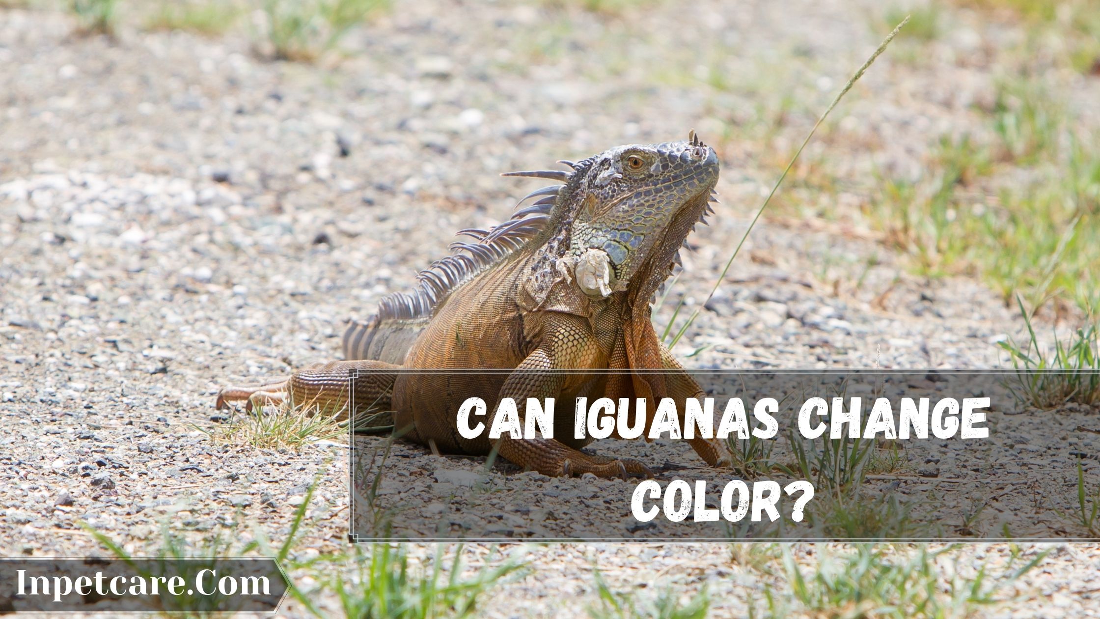 Can Iguanas Change Colors: Why Do Iguanas Change Color?